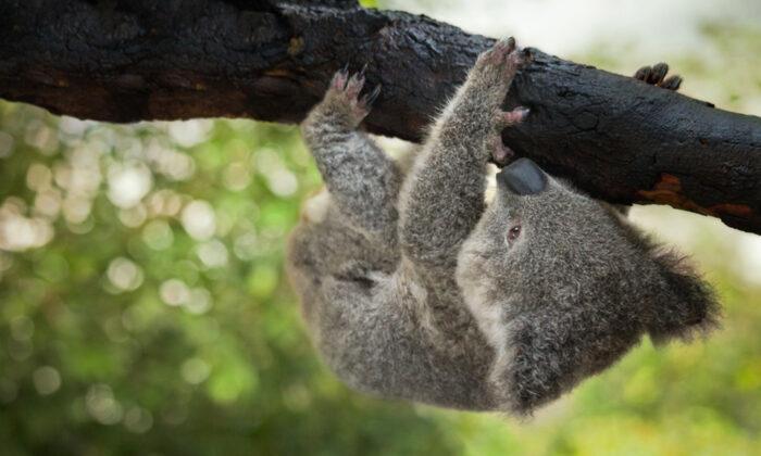 Dying Baby Koala With No Fur Abandoned When Bushfires Began Nursed Back to Health by Humans