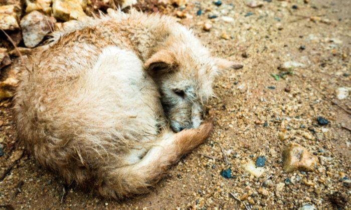 Dog’s Eye Was Gouged Out, and She Was Left for Dead by Cruel Attacker–Until Rescuers Restore Her Spirit