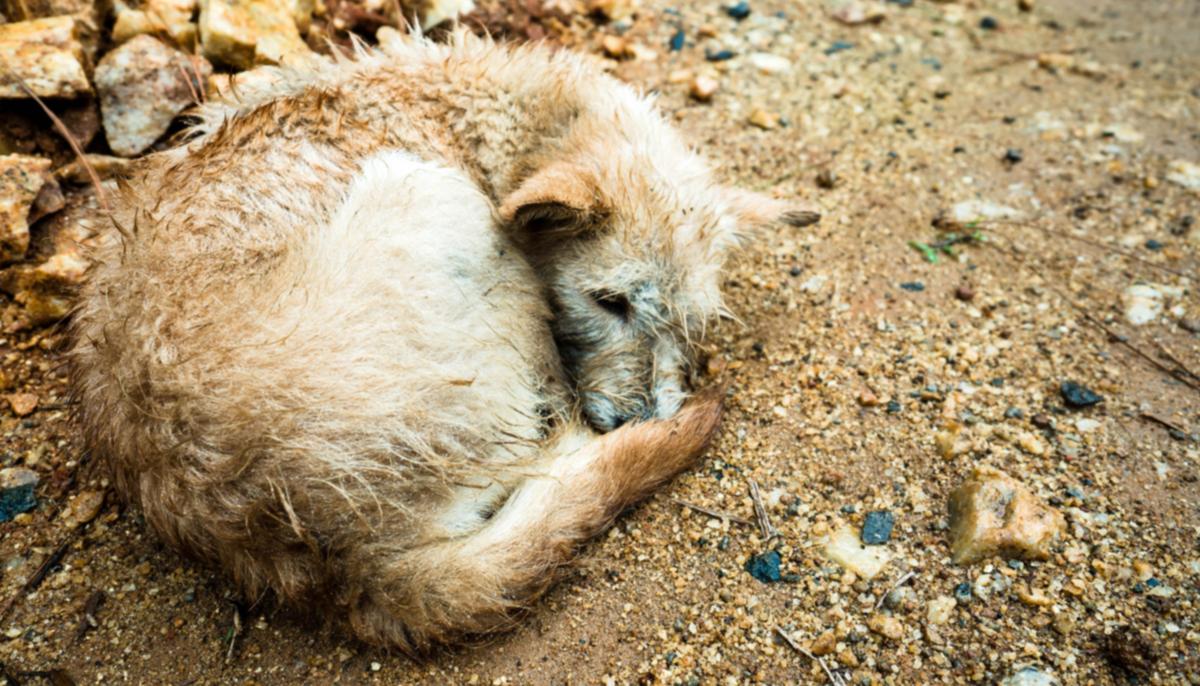 Dog’s Eye Was Gouged Out, and She Was Left for Dead by Cruel Attacker–Until Rescuers Restore Her Spirit