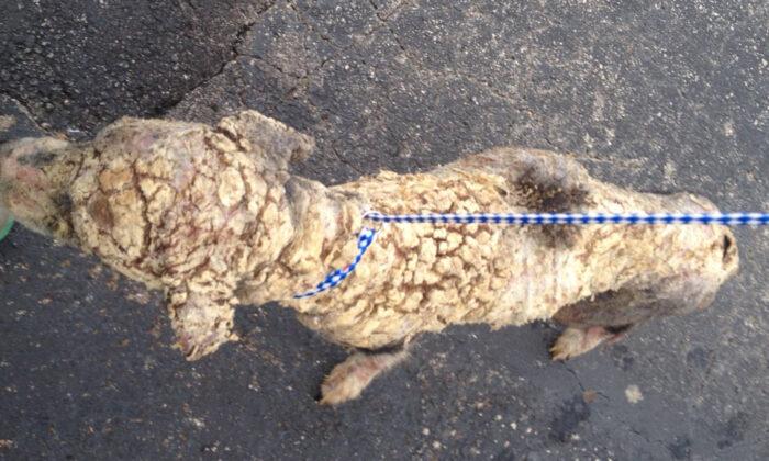 Horribly Mangy Stray Dog Was Covered in Scales, Until Rescuers’ Love Turns His Life Around
