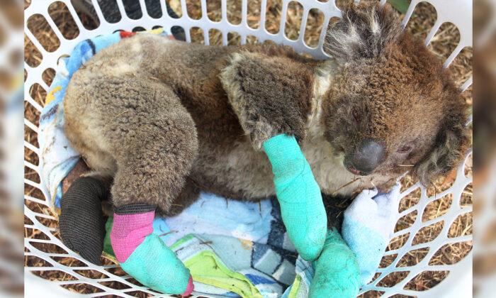 Koala With Four Badly Burned Paws Saved From Bushfires Celebrates With Eucalyptus Feast at Shelter