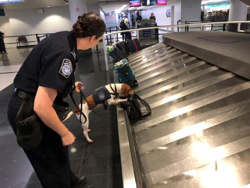 Jessica Anderson, an agricultural specialist for U.S. Customs Border and Protection, works with a beagle named Bettie to sniff out banned pork products at O'Hare International Airport in Chicago, Illinois, U.S. on Oct. 9, 2019. (Tom Polansek/Reuters)