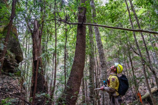 In this photo taken early Jan. 2020, and provided Thursday, Jan. 16, 2020, by the New South Wales National Parks and Wildlife Service, NSW National Parks and Wildlife Service personnel inspect Wollemi pine trees in the Wollemi National Park, New South Wales, Australia. (NSW National Parks and Wildfire Service via AP)