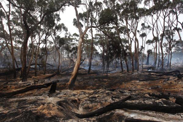 KANGAROO ISLAND, AUSTRALIA - JANUARY 10: The Playford Highway outside Kingscote after devasting bushfires ripped through the island Jan. 10, 2020 on Kangaroo Island, Australia (Lisa Maree Williams/Getty Images)