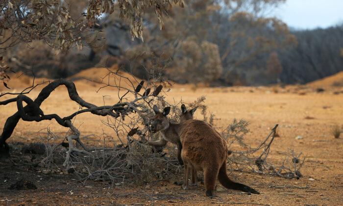 Australia Airdrops 2,000lbs of Carrots Over Fire-Ravaged Forests to Feed Starving, Endangered Wallabies