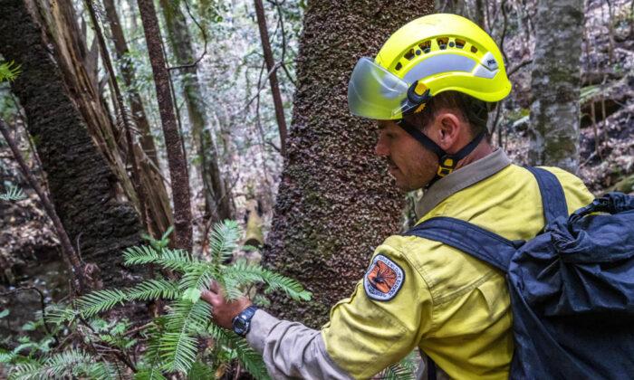 Australia Firefighters Save World’s Only Rare Dinosaur Trees