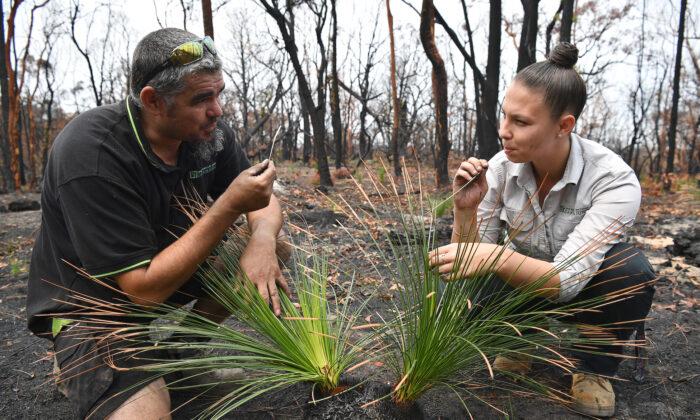 Indigenous Burn Practitioner Urges Changes to Australia’s State Fuel Management Policies