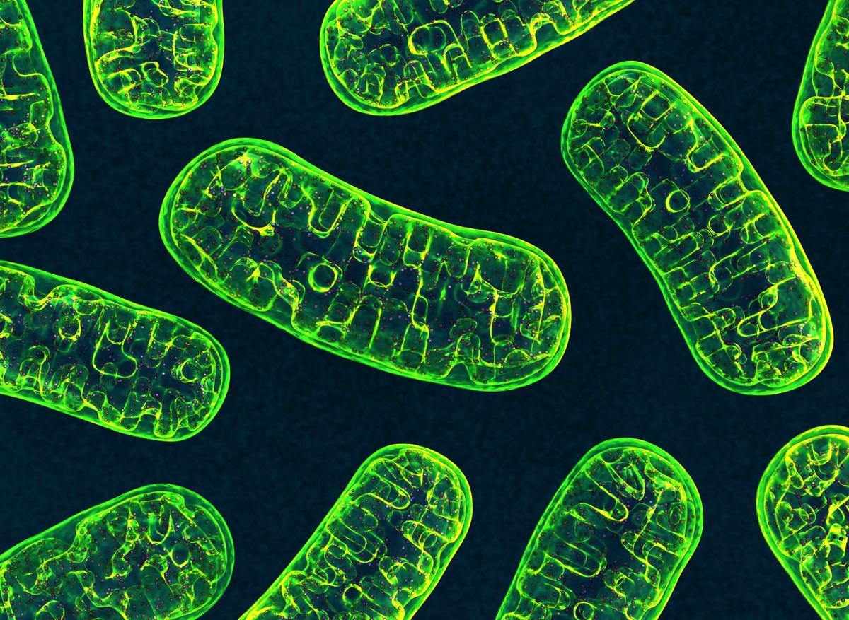 Mitochondria: This First Responder May Ease Chronic Inflammation