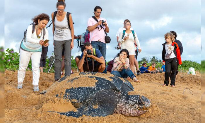 First Leatherback Turtle of 2020 Lays Its Eggs on Thailand Beach