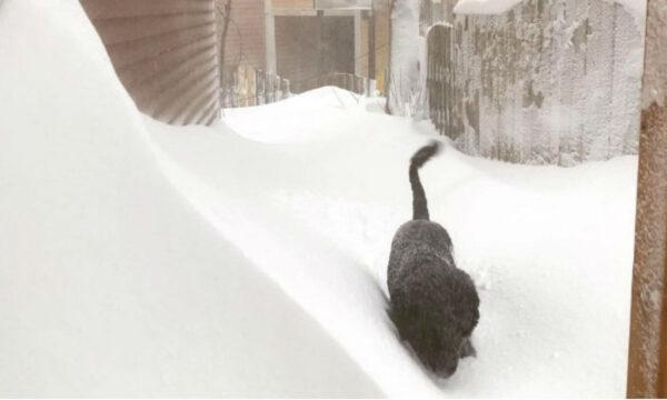 A dog is seen in a blizzard in St John's, Newfoundland and Labrador, Canada, on Jan. 17, 2020. (Max Liboiron/Reuters)