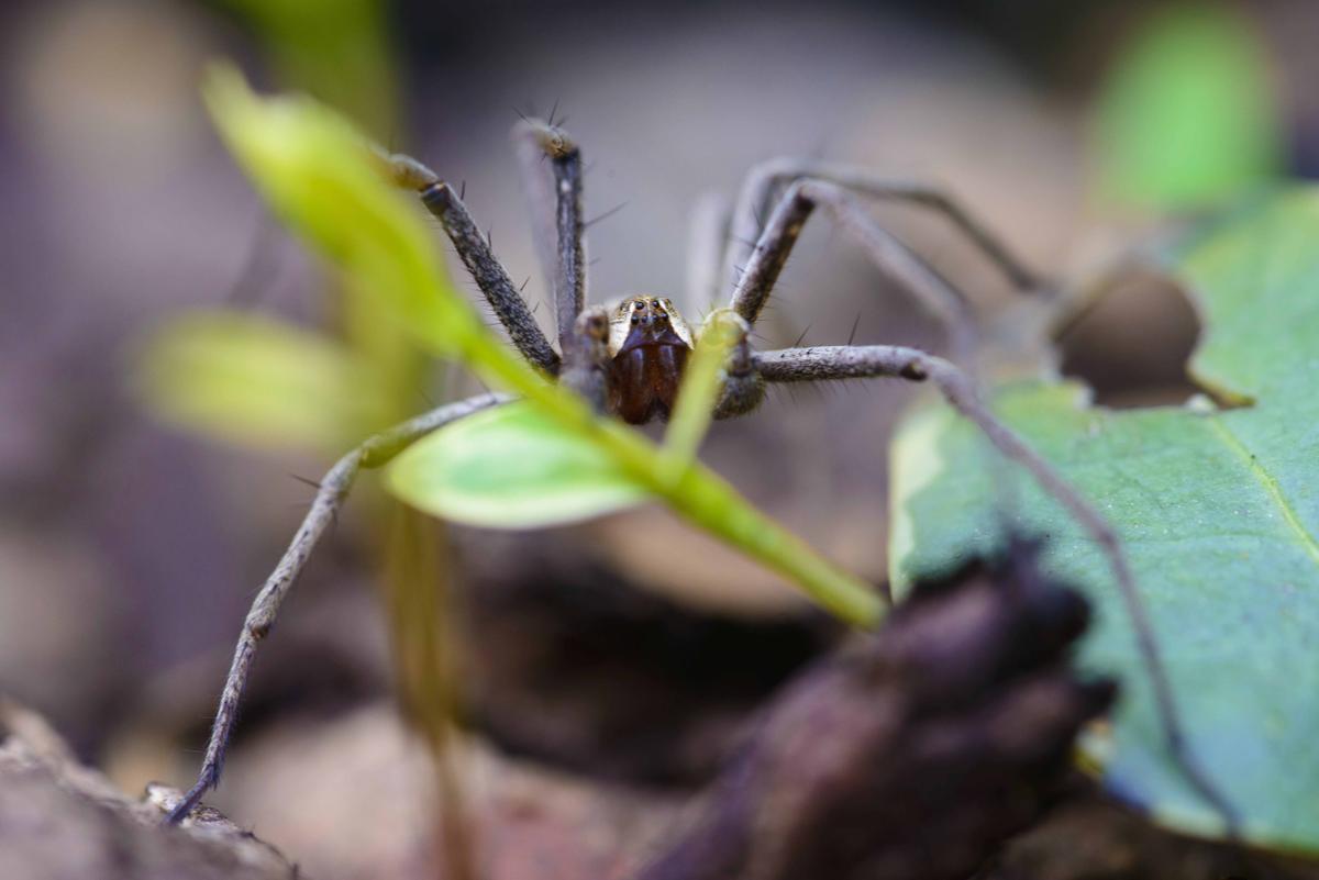 Illustration - Shutterstock | <a href="https://www.shutterstock.com/image-photo/brown-recluse-venomous-spider-dry-winter-190530665">Vladislav Sandala</a>