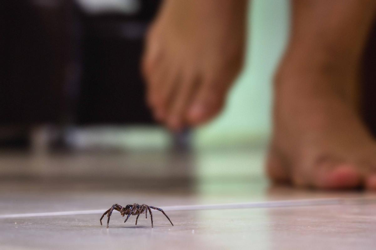 Illustration - Shutterstock | <a href="https://www.shutterstock.com/image-photo/common-house-spider-on-smooth-tile-1463869490">RHJPhtotoandilustration</a>
