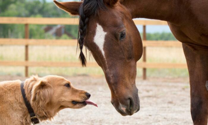 Golden Retriever Befriends Emaciated Horse, Plays Important Role in Healing Him Back to Health