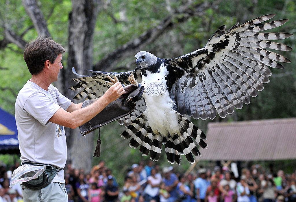 A trainer feeds Luigi, an adult male harpy eagle born and raised in captivity at the National Association for the Conservation of Nature, on April 13, 2008. (ELMER MARTINEZ/AFP/Getty Images)