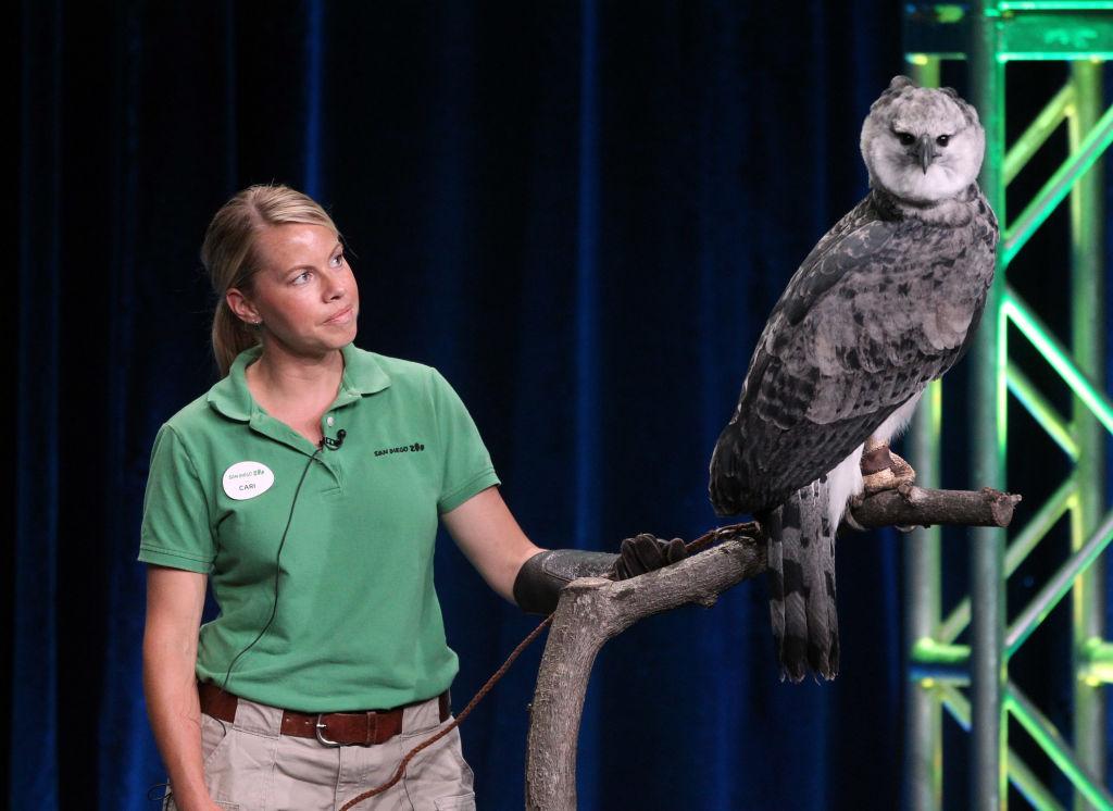 San Diego Zoo trainer Cari Clements with Toruk the harpy eagle speaks during the PBS "Jungle Eagle" panel at the 2011 Summer TCA Tour in Beverly Hills, California, on July 30, 2011. (Frederick M. Brown/Getty Images)