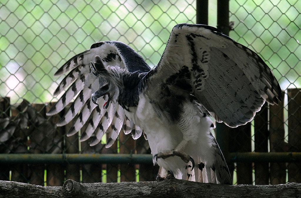 Panama showing off his wingspan, as seen at the Zoo Summit outside Panama City on June 17, 2013 (RODRIGO ARANGUA/AFP via Getty Images)