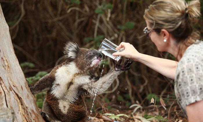 Video of Koala & Dog Sharing a Drink in Backyard Offers Comfort Amidst Australia’s Bushfire Crisis