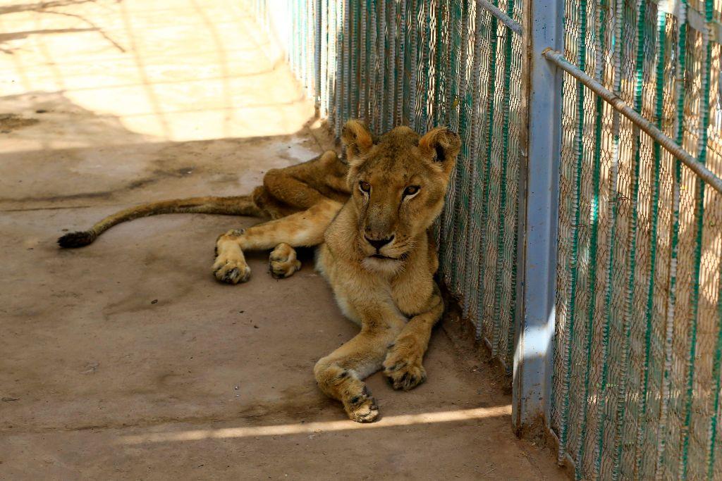 A malnourished lioness sits in her cage at the Al-Qureshi park in the Sudanese capital Khartoum on Jan. 19, 2020. (©Getty Images | <a href="https://www.gettyimages.com/detail/news-photo/malnourished-lioness-sits-in-her-cage-at-the-al-qureshi-news-photo/1194722510">ASHRAF SHAZLY/AFP</a>)