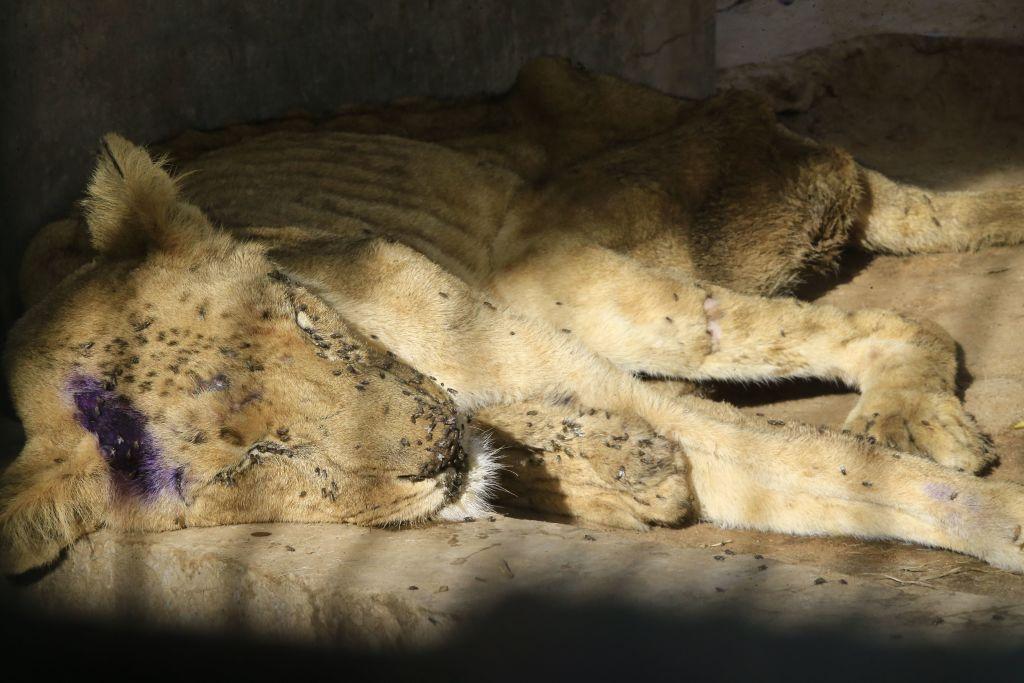 One of the sick lionesses passed away on Monday, January 2020. (©Getty Images | <a href="https://www.gettyimages.com/detail/news-photo/sick-and-malnourished-lioness-sleeps-in-its-cage-at-al-news-photo/1194911869">ASHRAF SHAZLY/AFP</a>)