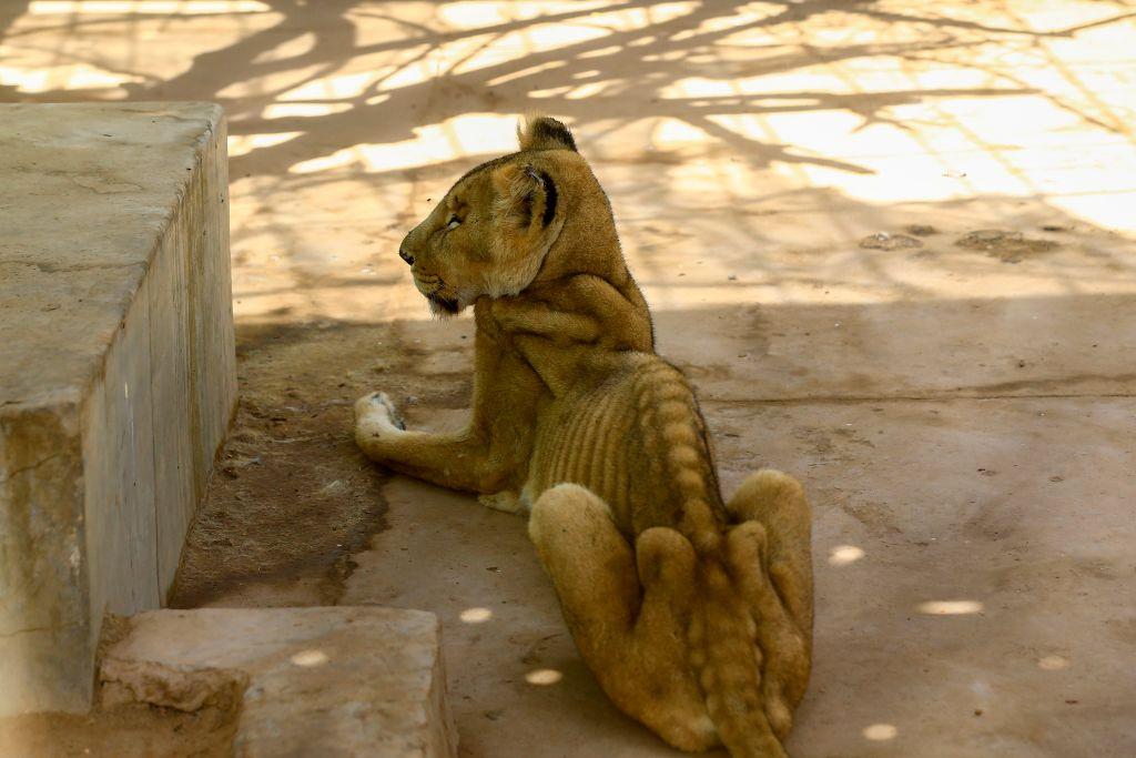 One of the emaciated lionesses with her ribs and backbone visible (©Getty Images | <a href="https://www.gettyimages.com/detail/news-photo/malnourished-lioness-sits-in-her-cage-at-the-al-qureshi-news-photo/1194722540">ASHRAF SHAZLY/AFP</a>)