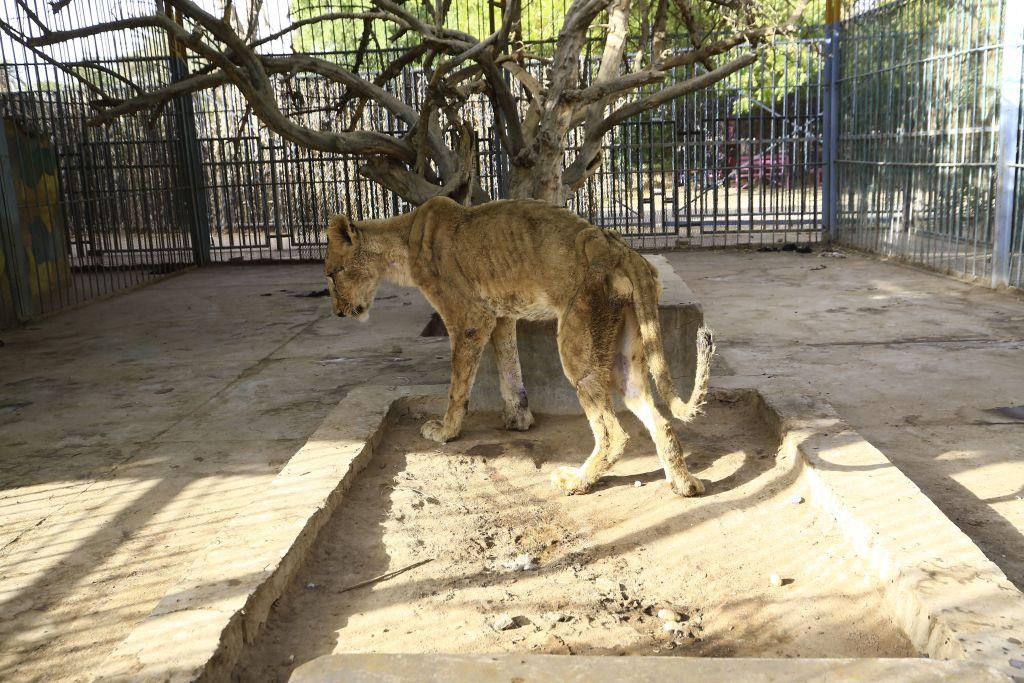 One of the five starving lions in the cages at Al-Qureshi Park in Khartoum, Sudan (©Getty Images | <a href="https://www.gettyimages.com/detail/news-photo/sick-and-malnourished-lioness-sits-in-its-cage-at-al-news-photo/1194911863">ASHRAF SHAZLY/AFP</a>)