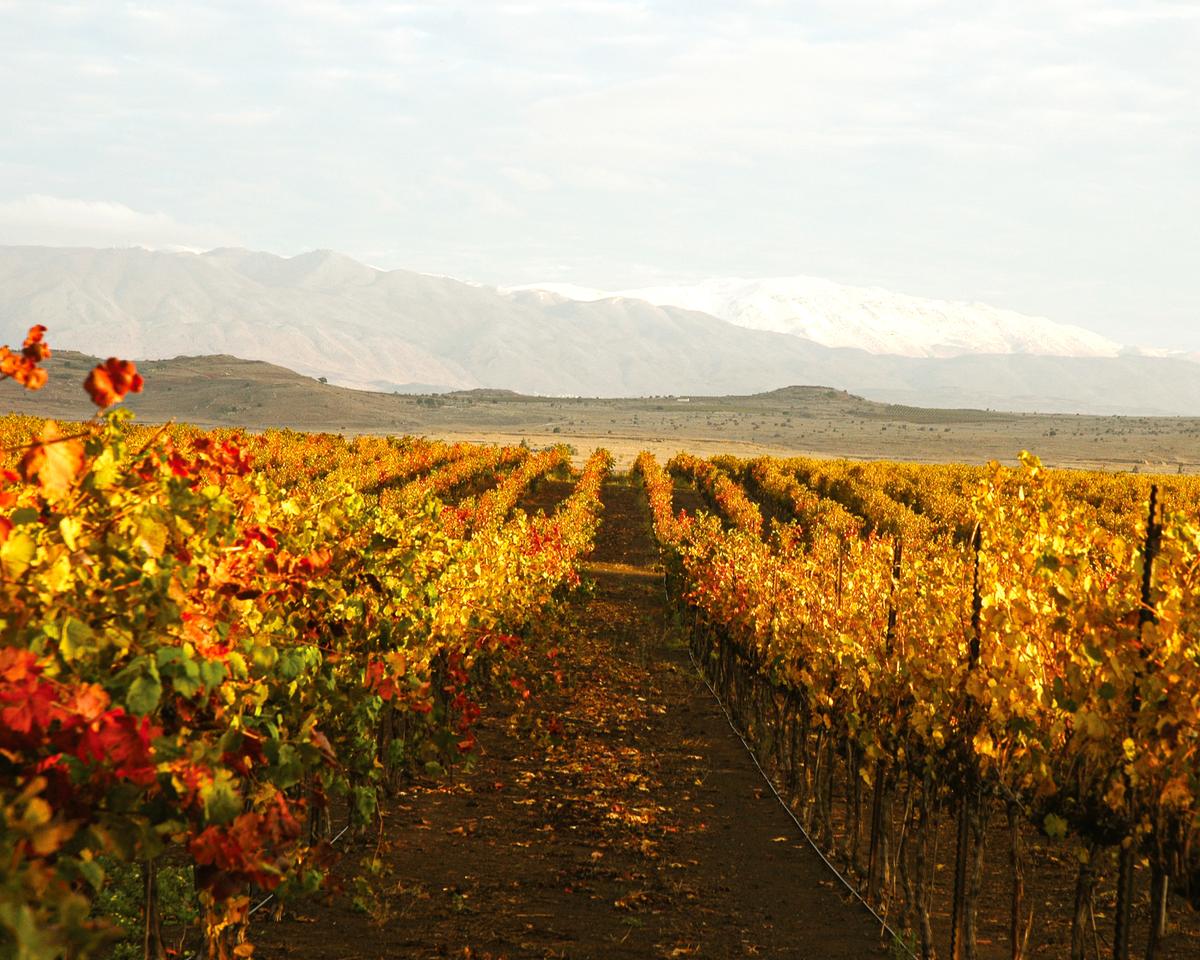 Autumn in the Golan Heights region. (Courtesy of Wines of Israel)