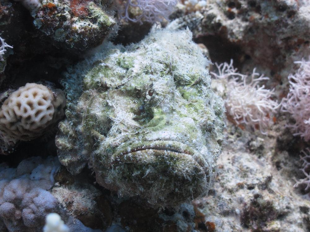 ©Shutterstock | <a href="https://www.shutterstock.com/image-photo/green-devil-scorpionfish-scorpaenopsis-diabolus-mimicry-139824565">Kristina Vackova</a>