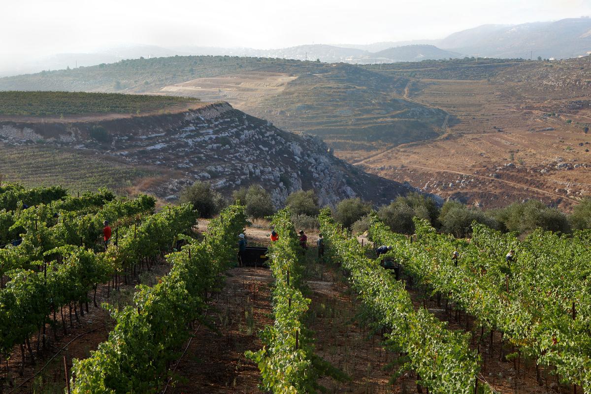 Vineyards in the Shomron Hills region. (Aleksandra Trochimiuk)