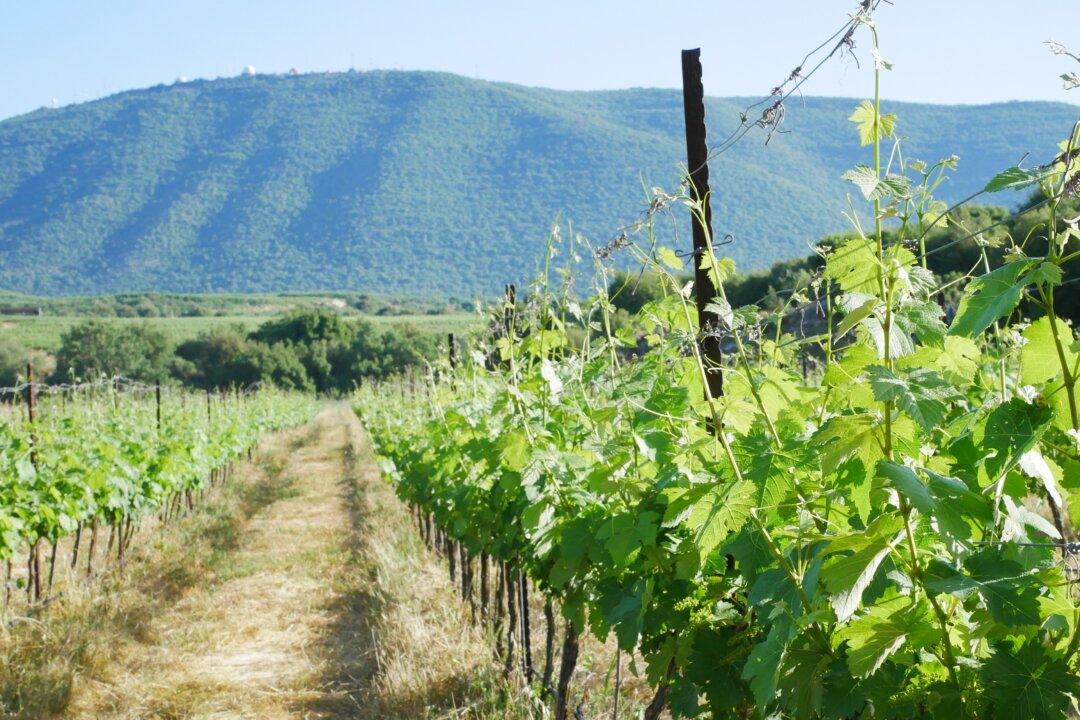 Israeli Wines: Where the Mediterranean Meets the Middle East