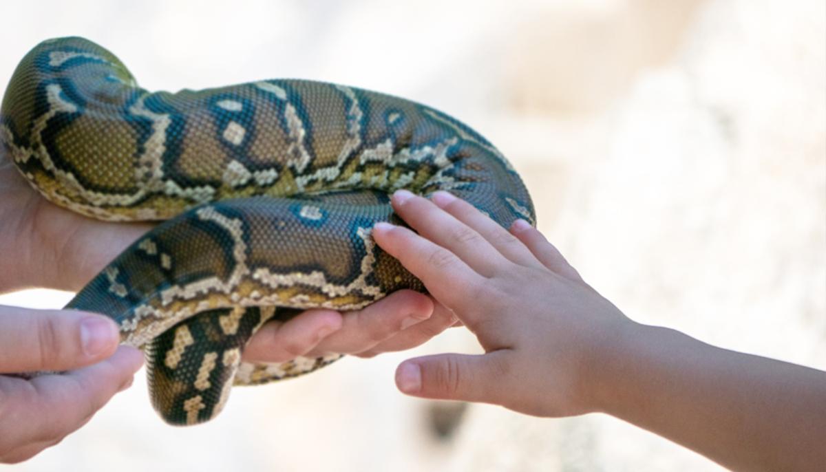 2-Year-Old Girl Bitten by Copperhead Snake at Texas Daycare Airlifted to Children’s Hospital, Survives