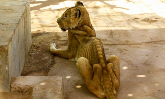 Shocking Images of Emaciated Lions in Sudanese Zoo Sparks Campaign to Save the Animals