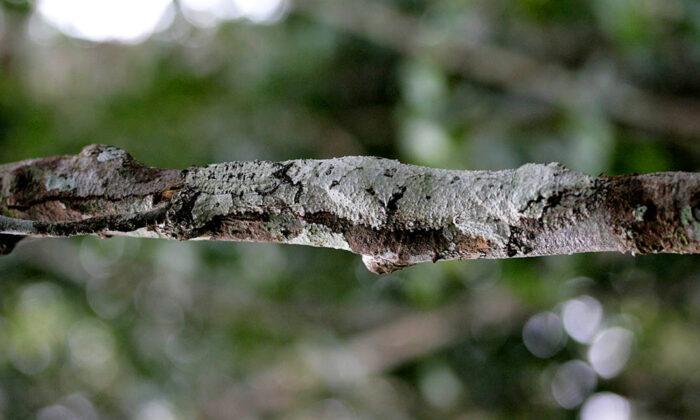 Masters of Camouflage: 5 Creatures That Are Skilled in Concealing Themselves in Nature