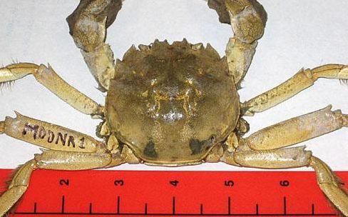 Chinese mitten crab. (Fish and Wildlife Service/Maryland Department of Natural Resources)