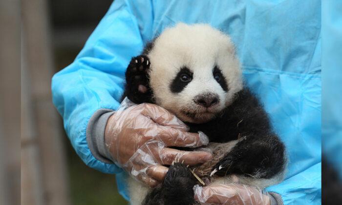 Giant Panda Mom Meets Her Baby for First Time in Taiwan Zoo, and the Video Is Totally Adorable