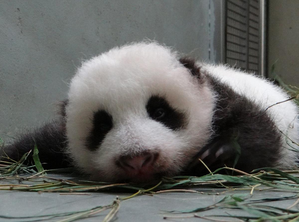 This undated handout photograph released by the Taipei City Zoo on August 29, 2013 shows a panda cub opening her eyes at the Taipei City Zoo. The cub, the first panda born in Taiwan, was delivered on July 7 following a series of artificial insemination sessions after her parents -- Yuan Yuan and her partner Tuan Tuan -- failed to conceive naturally. (©Getty Images | <a href="https://www.gettyimages.com/detail/news-photo/this-undated-handout-photograph-released-by-the-taipei-city-news-photo/178298615">Taipei City Zoo/AFP</a>)