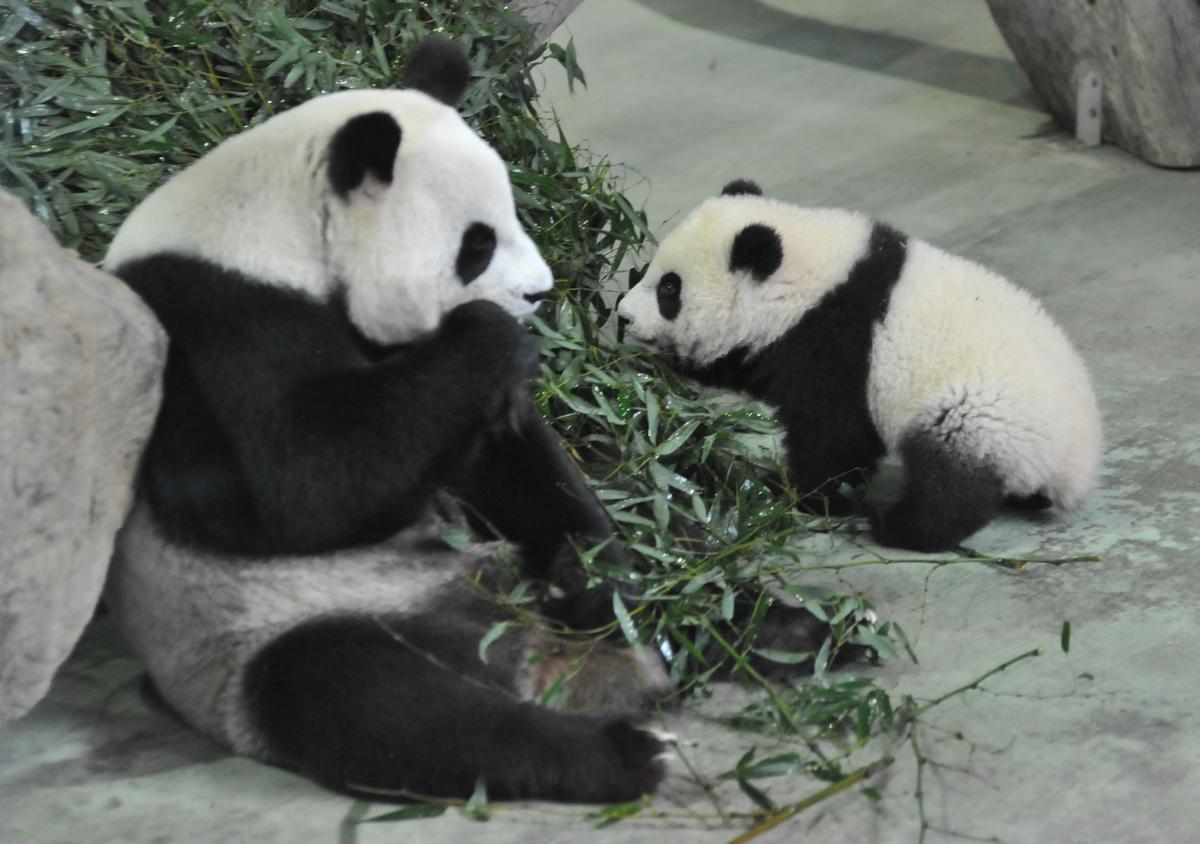 Yuan Zai (R) , the first Taiwan-born baby panda, walks past as her mother Yuan Yuan as she eats inside an enclosure at the Taipei City Zoo on January 6, 2014. Yuan Zai, who weighed 180 grams (6.35 ounces) at birth, now weighs about 14 kilos (31 lbs) and make made her anticipated public debut as she turned six months old. (©Getty Images | <a href="https://www.gettyimages.com/detail/news-photo/yuan-zai-the-first-taiwan-born-baby-panda-walks-past-as-her-news-photo/460875743">Mandy Cheng/AFP</a>)