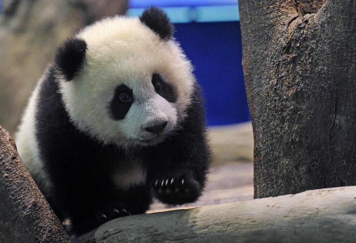 Yuan Zai , the first Taiwan-born baby panda, climbs inside an enclosure at the Taipei City Zoo on January 4, 2014. The first Taiwan-born giant panda cub was unveiled to the media on January 4 in a warm up for her highly-anticipated public debut next week. (©Getty Images | <a href="https://www.gettyimages.com/detail/news-photo/yuan-zai-the-first-taiwan-born-baby-panda-climbs-inside-an-news-photo/460480873">SAM YEH/AFP</a>)