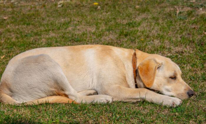 Loyal Lab Waits Outside Hospital Entrance for a Week for Owner That Passed Away