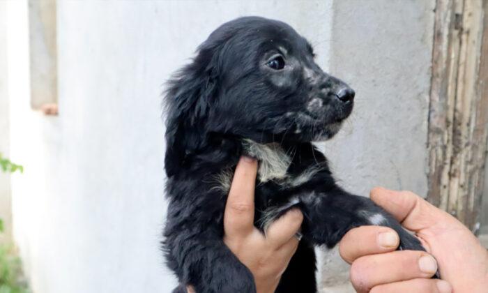 Puppy Found Abandoned Outside a Home With Pizza Slices and a Note, Finds Forever Home