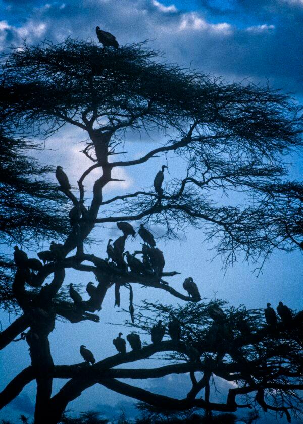 With dead or dying animals so often nearby, Africa is an ongoing banquet for vultures. (Fred J. Eckert)