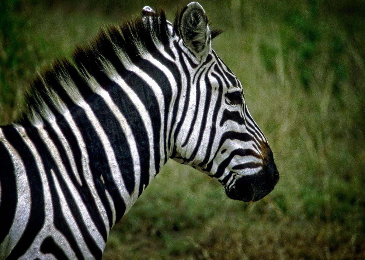 A close relative of the horse and the donkey, the zebra has never been domesticated. (Fred J. Eckert)
