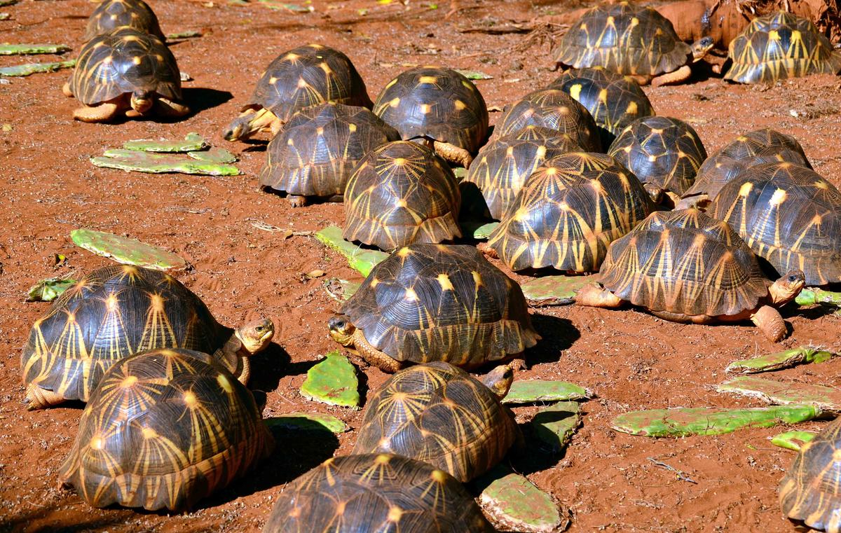 Illustration - Shutterstock | <a href="https://www.shutterstock.com/image-photo/group-radiated-tortoise-astrochelys-radiata-eating-591715430">Hajakely</a>