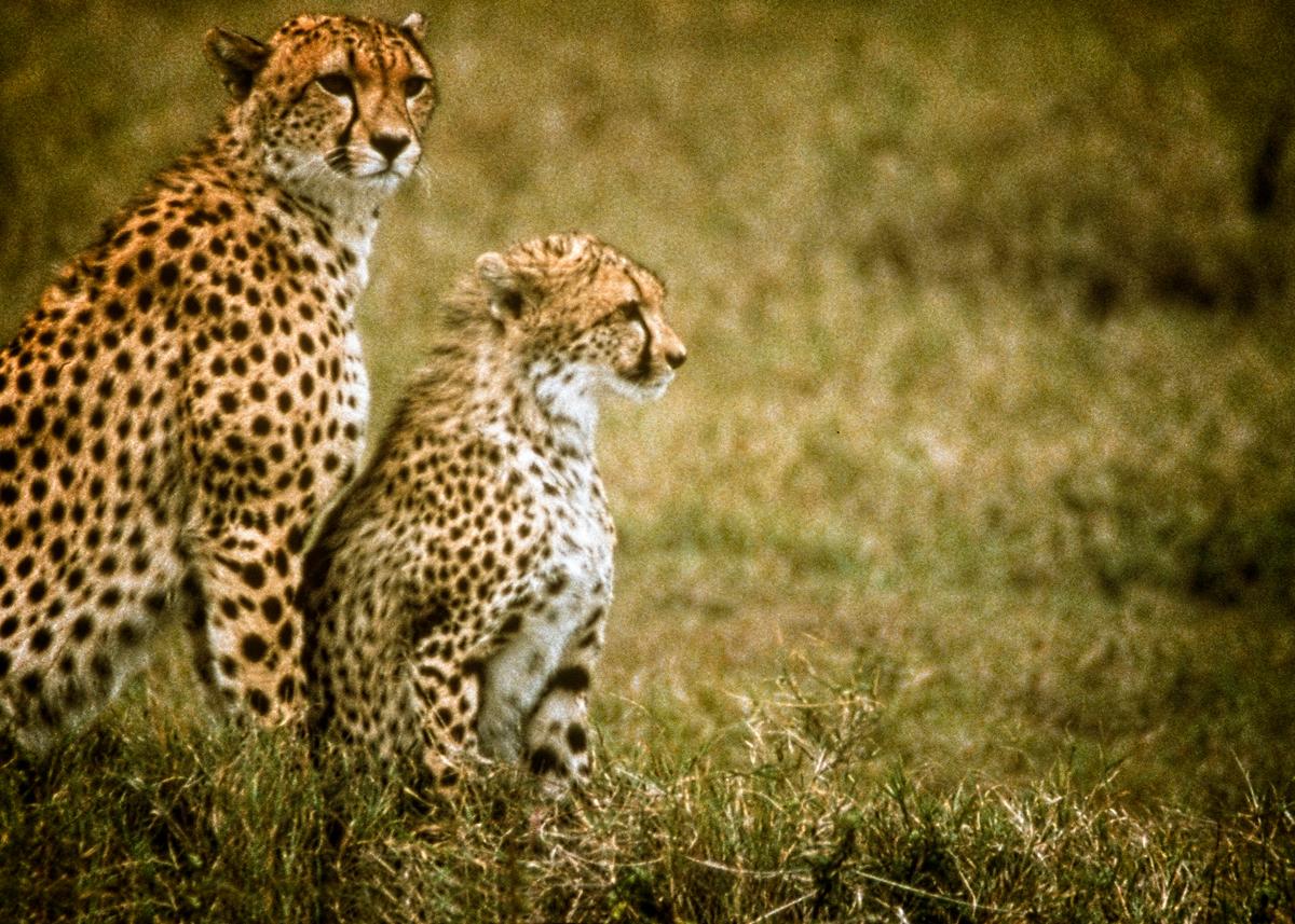 Able to zoom from 0 to 60 miles per hour in only three seconds, the cheetah is the world’s fastest land mammal. A daylight hunter, this big cat only needs to drink water once every three to four days. (Fred J. Eckert)
