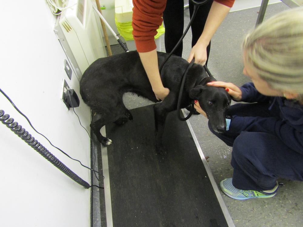 Photo courtesy of <a href="http://www.ispca.ie">ISPCA</a>