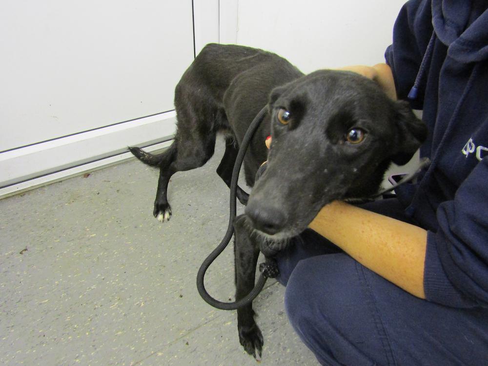 Photo courtesy of <a href="http://www.ispca.ie">ISPCA</a>