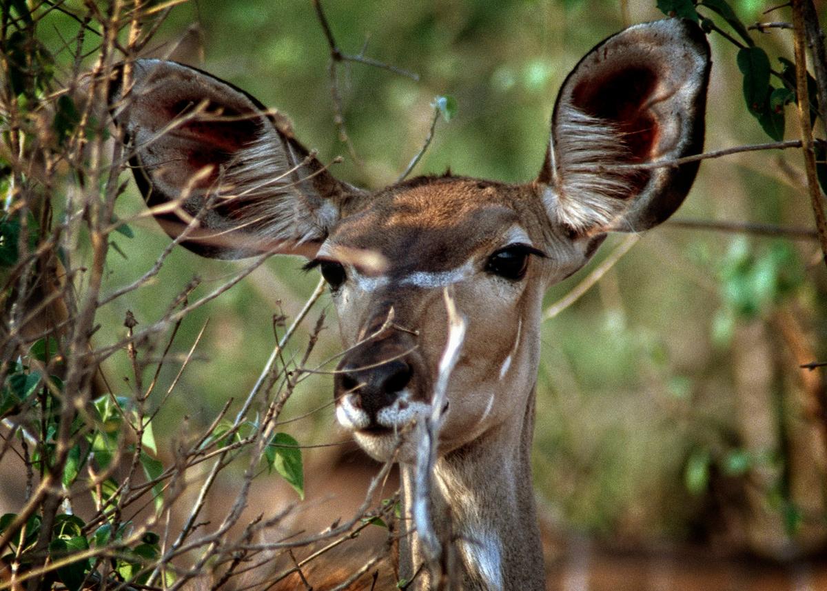 The two species of kudus look quite different. The greater kudu is noted for its twisted horn, with which it can defend itself, while the lesser kudu, rarely seen in the open, hide in thickets for protection. (Fred J. Eckert)