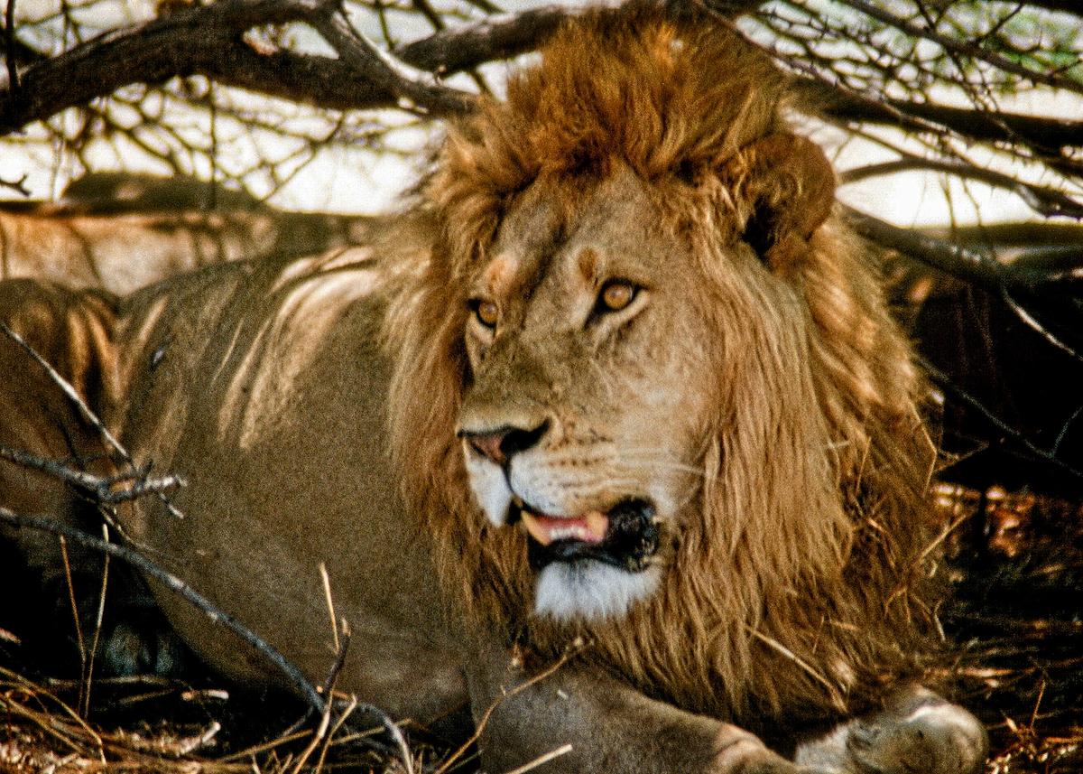 The lion is a huge cat, with head and body stretching 4.5 to 6.5 feet and weighing from 265 to 420 pounds. It lives in groups, called prides, of three to 40. (Fred J. Eckert)
