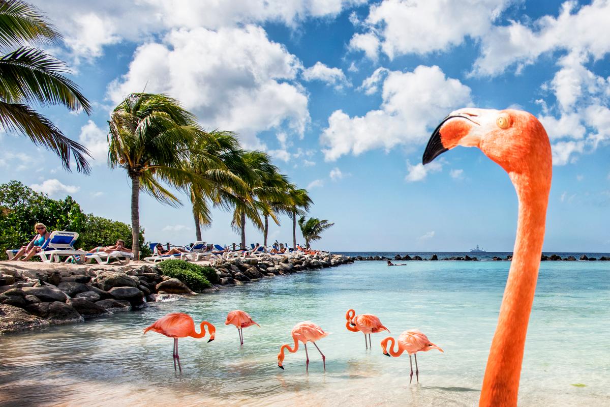 Flamingoes at Renaissance's private island. (Courtesy of Aruba Tourism Authority)