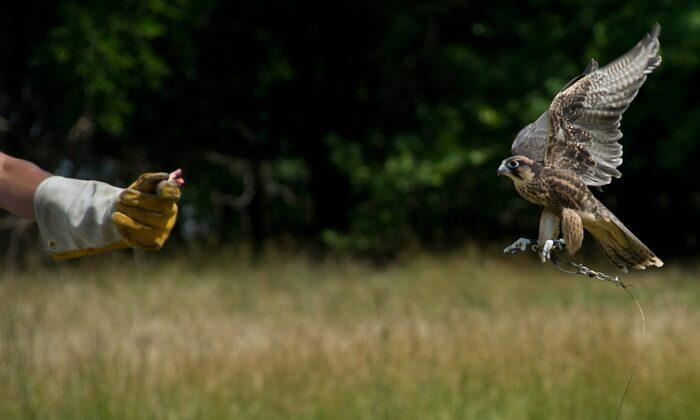 Court Finds Falconry Regulations Run Afoul of the Bill of Rights