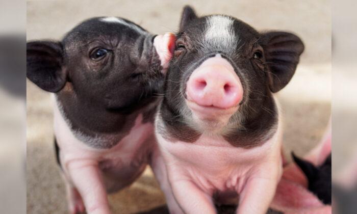 Why Pigs Don’t Get Sick From the Coronavirus
